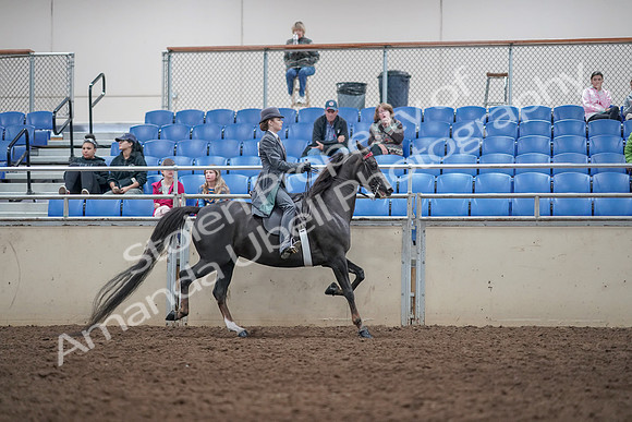 2019 Morgan Horse Show - Aug 31, 2019 - 09649
