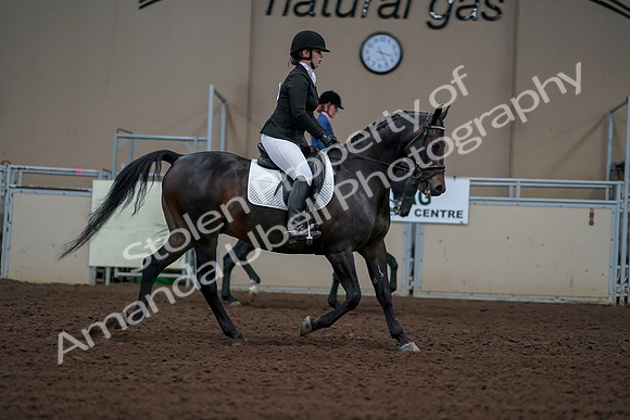 2019 Morgan Horse Show - Aug 30, 2019 - 18483