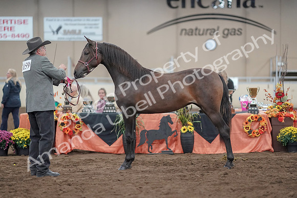 2019 Morgan Horse Show - Aug 31, 2019 - 02881
