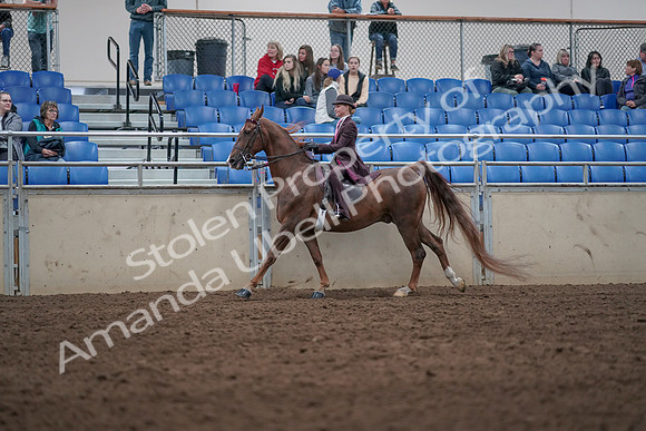 2019 Morgan Horse Show - Aug 31, 2019 - 20623