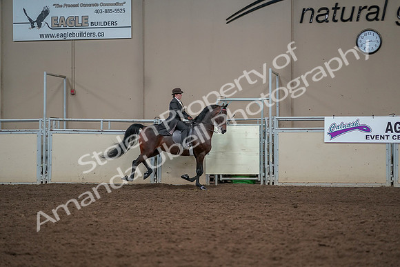 2019 Morgan Horse Show - Aug 30, 2019 - 28195
