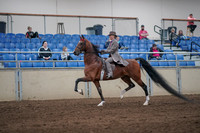 2019 Morgan Horse Show - Sept 01, 2019 - 07379