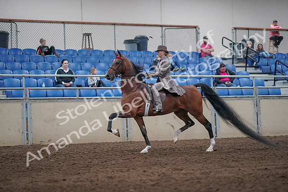 2019 Morgan Horse Show - Sept 01, 2019 - 07379