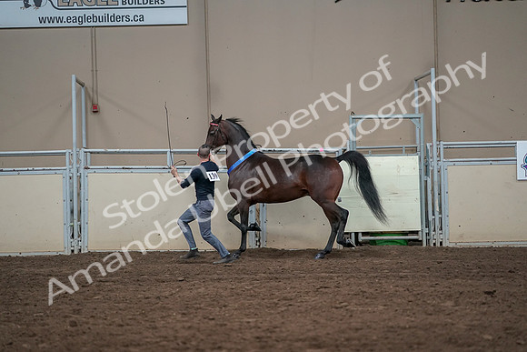 2019 Morgan Horse Show - Aug 31, 2019 - 01437