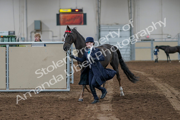 2020 - AB Morgan Horse - Fri, Sept 04 - 00669