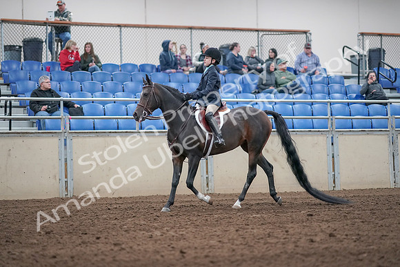 2019 Morgan Horse Show - Aug 31, 2019 - 19490
