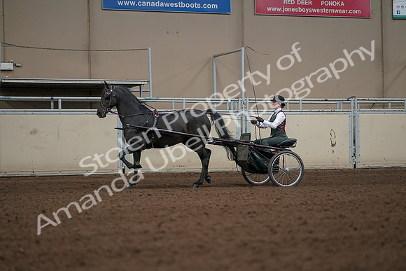 2019 Morgan Horse Show - Aug 31, 2019 - 04655
