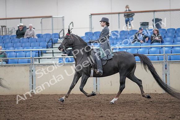 2019 Morgan Horse Show - Aug 31, 2019 - 09395