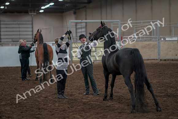 2019 Morgan Horse Show - Aug 31, 2019 - 03802