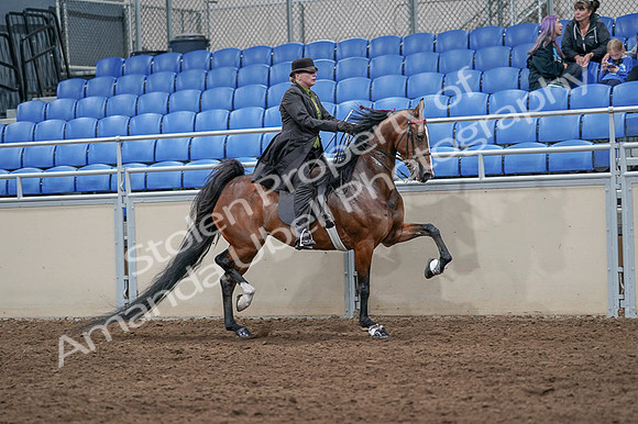 2020 - AB Morgan Horse - Fri, Sept 04 - 09807