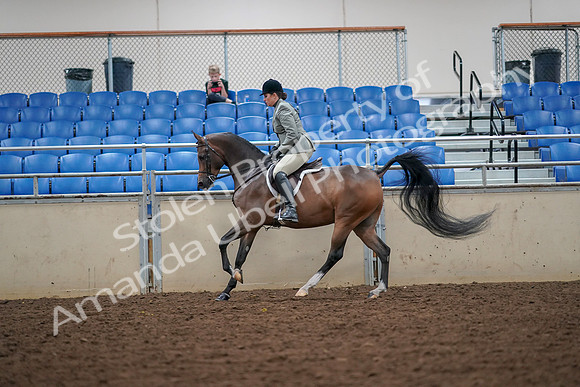 2019 Morgan Horse Show - Aug 30, 2019 - 17388