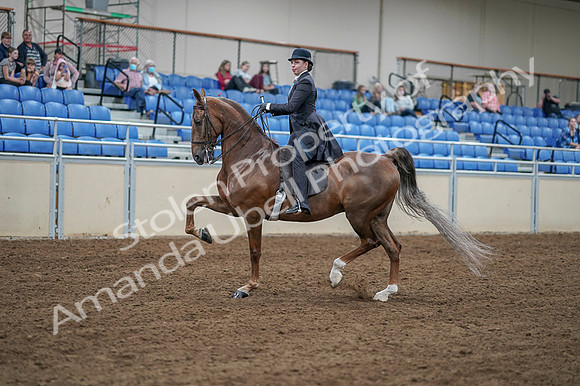 2020 - AB Morgan Horse - Fri, Sept 04 - 11289