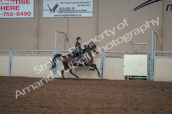 2019 Morgan Horse Show - Aug 30, 2019 - 28189