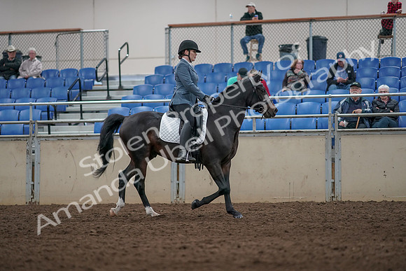 2019 Morgan Horse Show - Aug 31, 2019 - 07451
