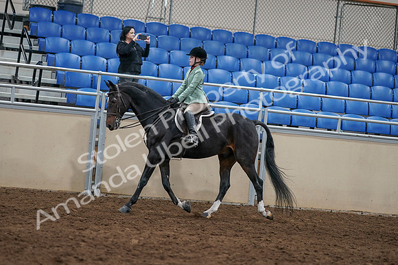2020 - AB Morgan Horse - Sun, Sept 06 - 07806