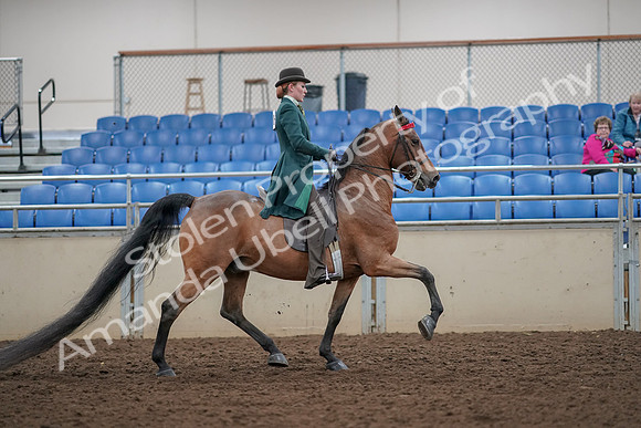 2019 Morgan Horse Show - Aug 30, 2019 - 28263