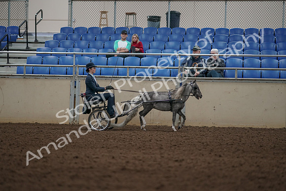 2019 Morgan Horse Show - Aug 31, 2019 - 04422