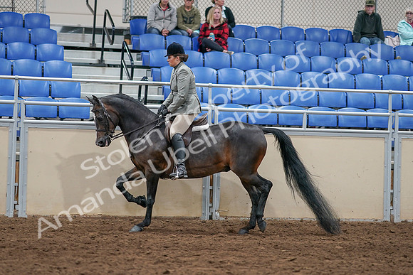 2020 - AB Morgan Horse - Sat, Sept 05 - 14338