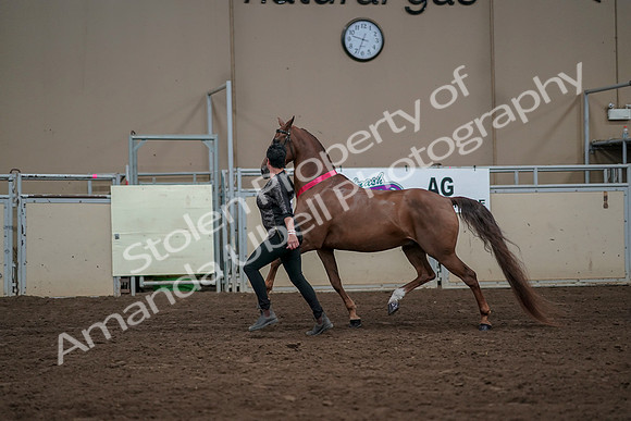 2019 Morgan Horse Show - Aug 31, 2019 - 01462