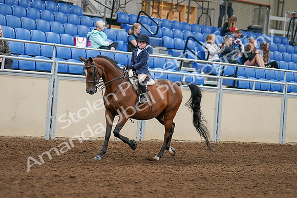 2020 - AB Morgan Horse - Fri, Sept 04 - 04471