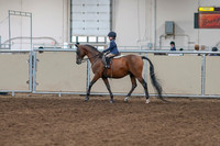 2020 - AB Morgan Horse - Sat, Sept 05 - 01731