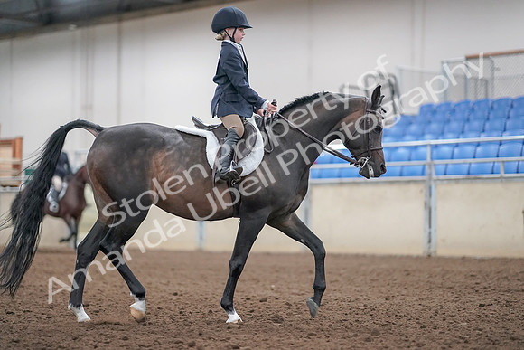 2019 Morgan Horse Show - Aug 31, 2019 - 19584