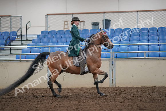 2019 Morgan Horse Show - Aug 30, 2019 - 28261