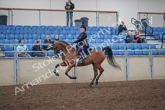 2019 Morgan Horse Show - Aug 31, 2019 - 08836