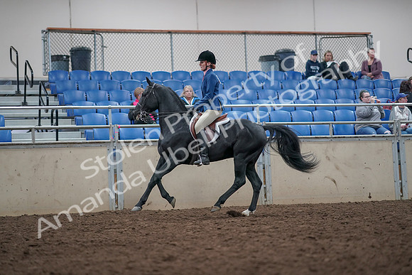 2019 Morgan Horse Show - Aug 31, 2019 - 16694