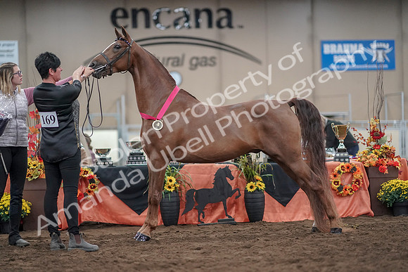 2019 Morgan Horse Show - Aug 31, 2019 - 01401