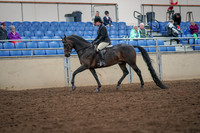 2019 Morgan Horse Show - Aug 30, 2019 - 19861