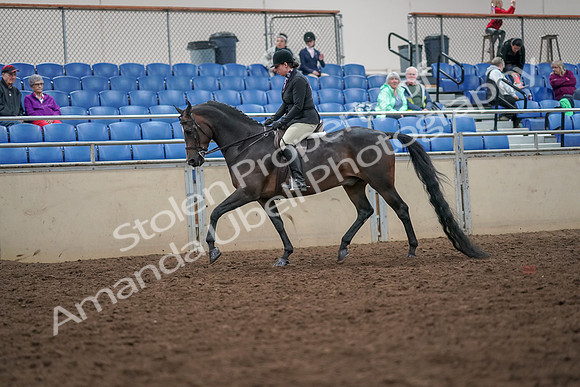 2019 Morgan Horse Show - Aug 30, 2019 - 19861