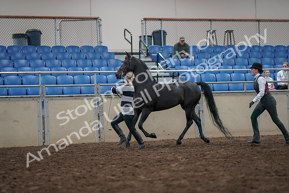 2019 Morgan Horse Show - Aug 31, 2019 - 03606