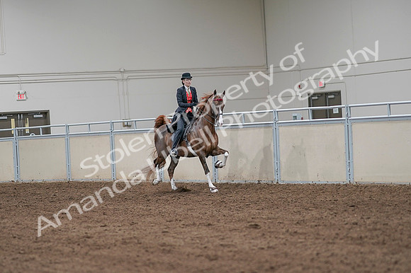 2020 - AB Morgan Horse - Fri, Sept 04 - 09833