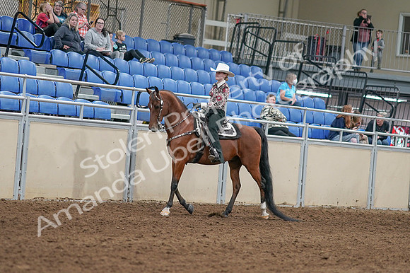 2020 - AB Morgan Horse - Fri, Sept 04 - 08295