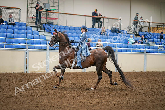 2020 - AB Morgan Horse - Fri, Sept 04 - 04857