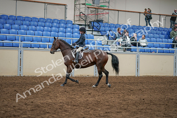 2020 - AB Morgan Horse - Sun, Sept 06 - 07848