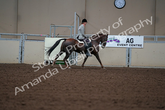 2019 Morgan Horse Show - Aug 30, 2019 - 18569