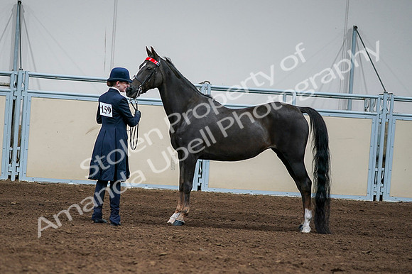 2020 - AB Morgan Horse - Fri, Sept 04 - 00709