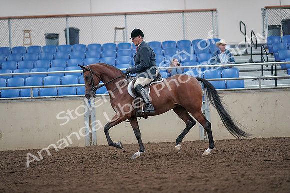 2019 Morgan Horse Show - Aug 31, 2019 - 14827