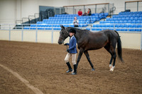 2020 - AB Morgan Horse - Fri, Sept 04 - 00879
