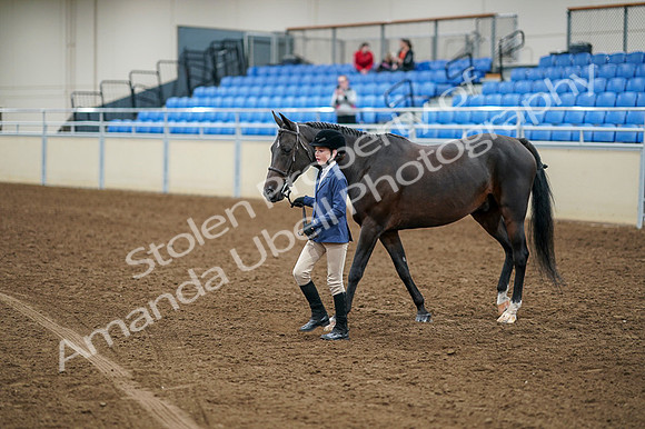 2020 - AB Morgan Horse - Fri, Sept 04 - 00879
