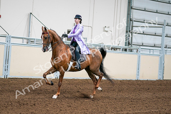 2020 - AB Morgan Horse - Fri, Sept 04 - 04910