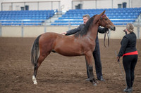 2019 Morgan Horse Show - Aug 31, 2019 - 00132