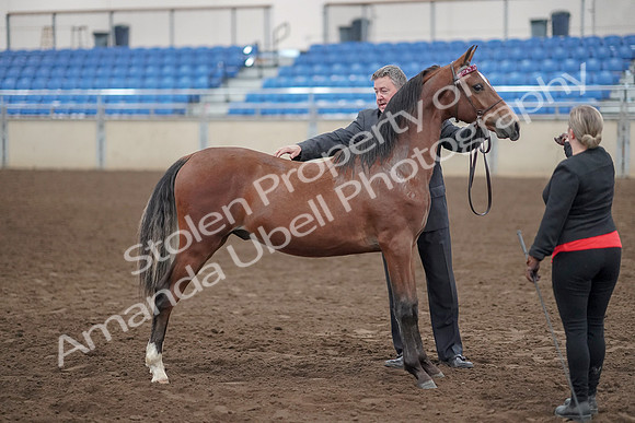 2019 Morgan Horse Show - Aug 31, 2019 - 00132