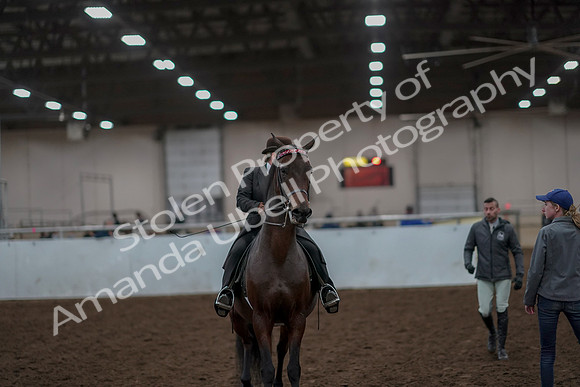 2019 Morgan Horse Show - Aug 30, 2019 - 28273