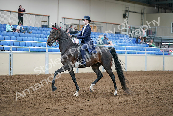 2020 - AB Morgan Horse - Sat, Sept 05 - 06176