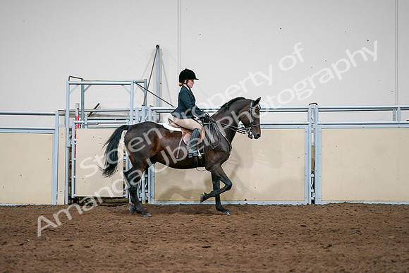 2020 - AB Morgan Horse - Sun, Sept 06 - 07970
