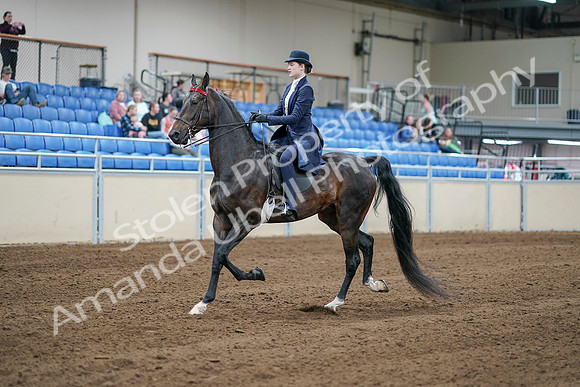 2020 - AB Morgan Horse - Sat, Sept 05 - 06173