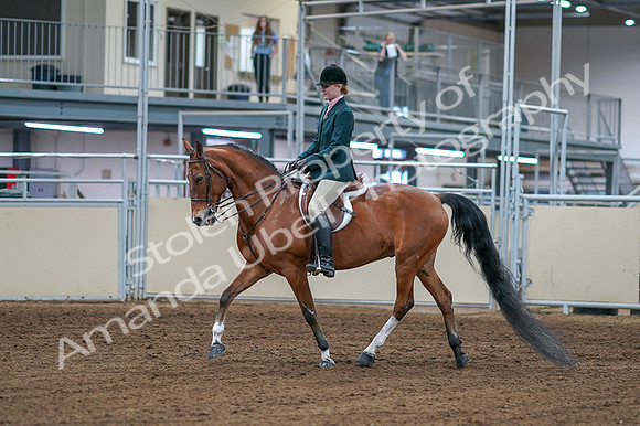 2020 - AB Morgan Horse - Fri, Sept 04 - 01539